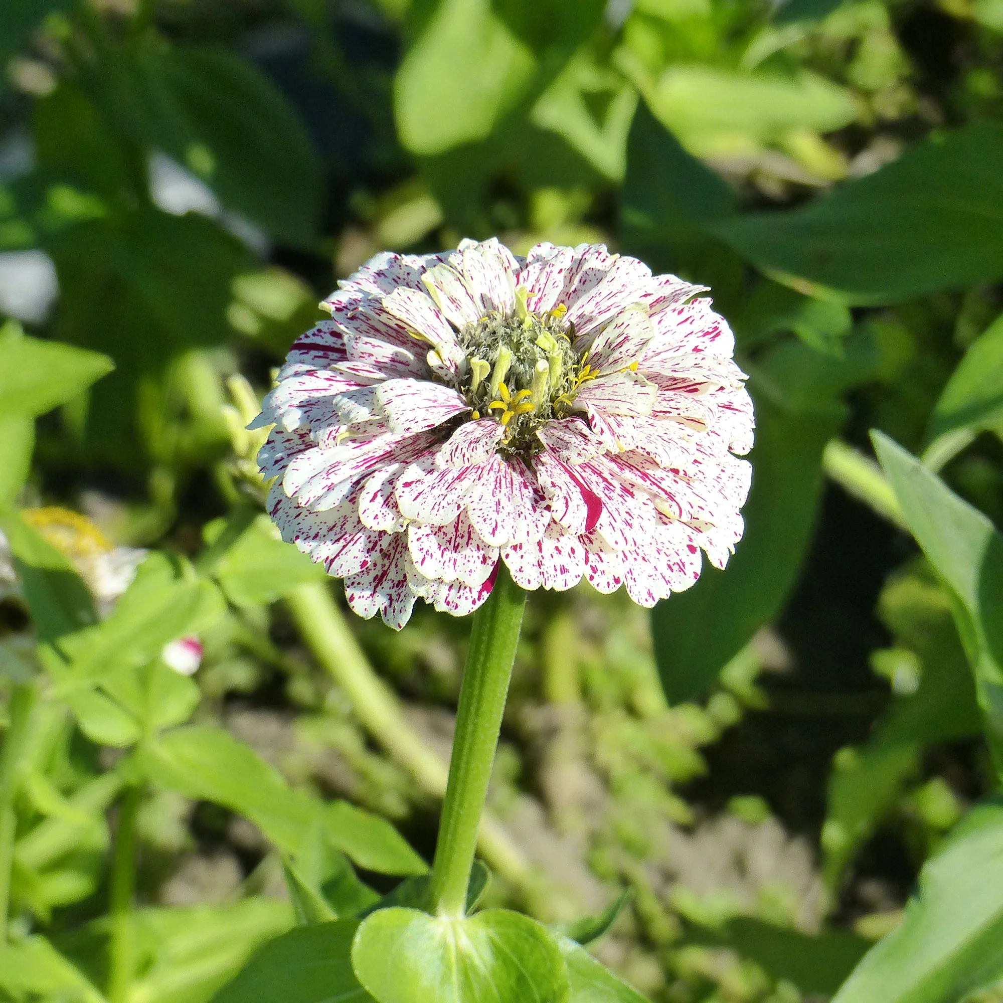 Zinnia Mix 'Peppermint Stick' - Image 3