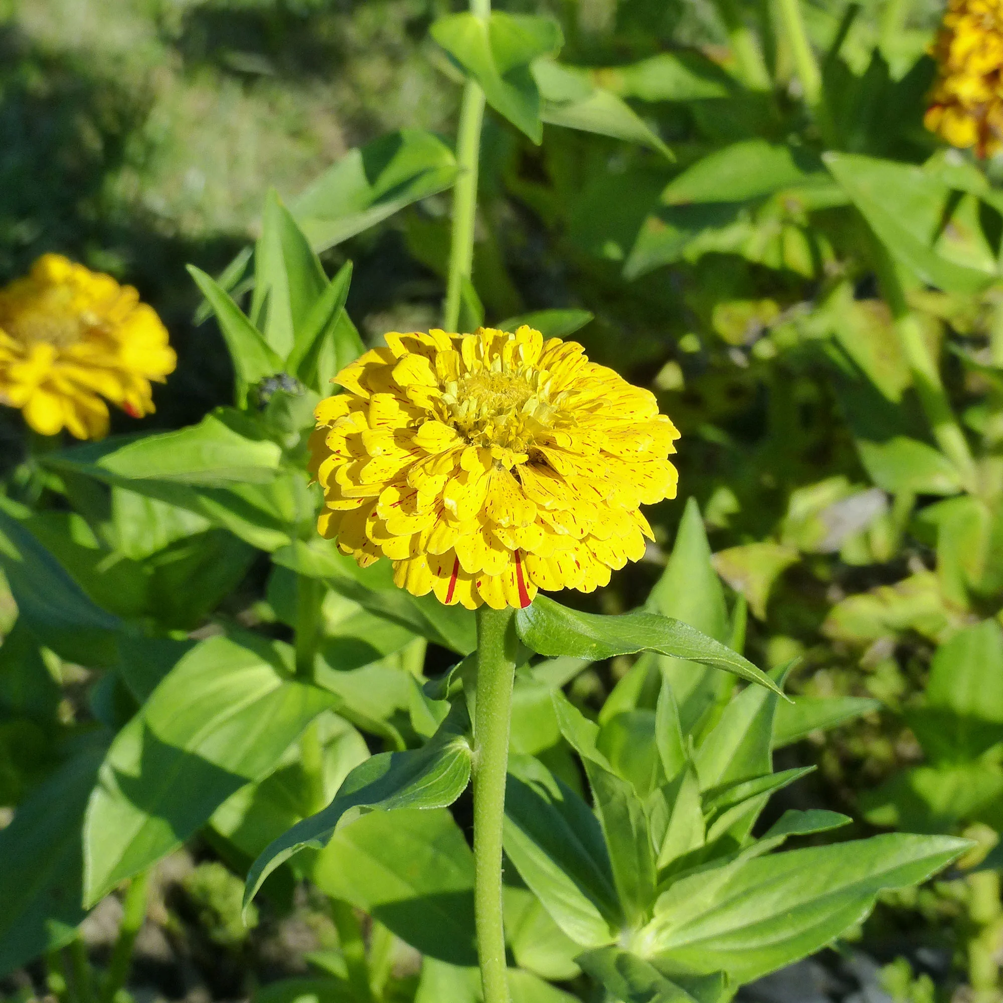 Zinnia Mix 'Peppermint Stick' - Image 4