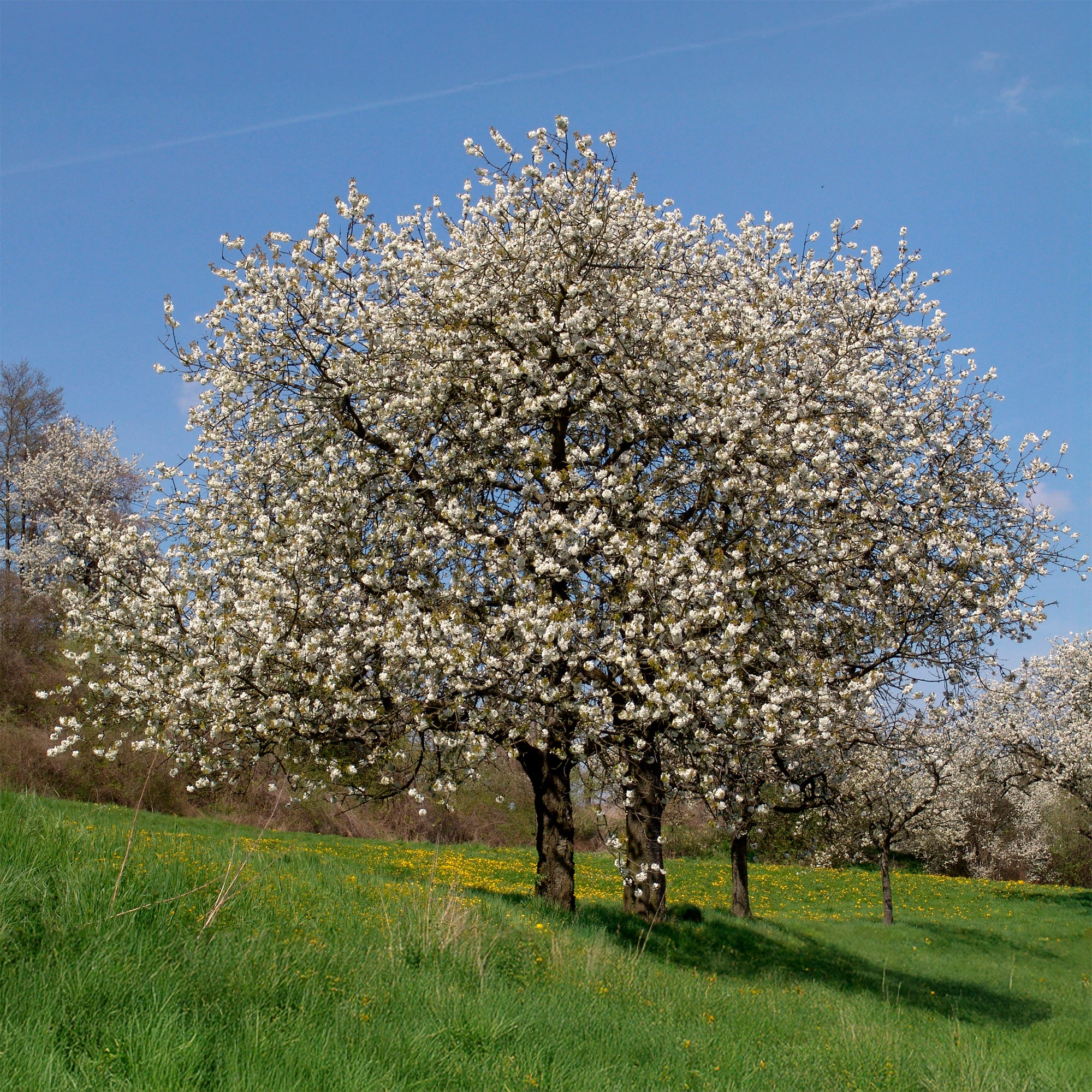 Zoete Kers - Image 3