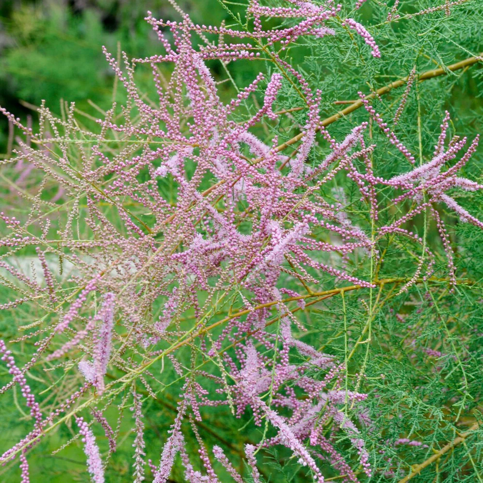 Zomer Tamaris - Image 3