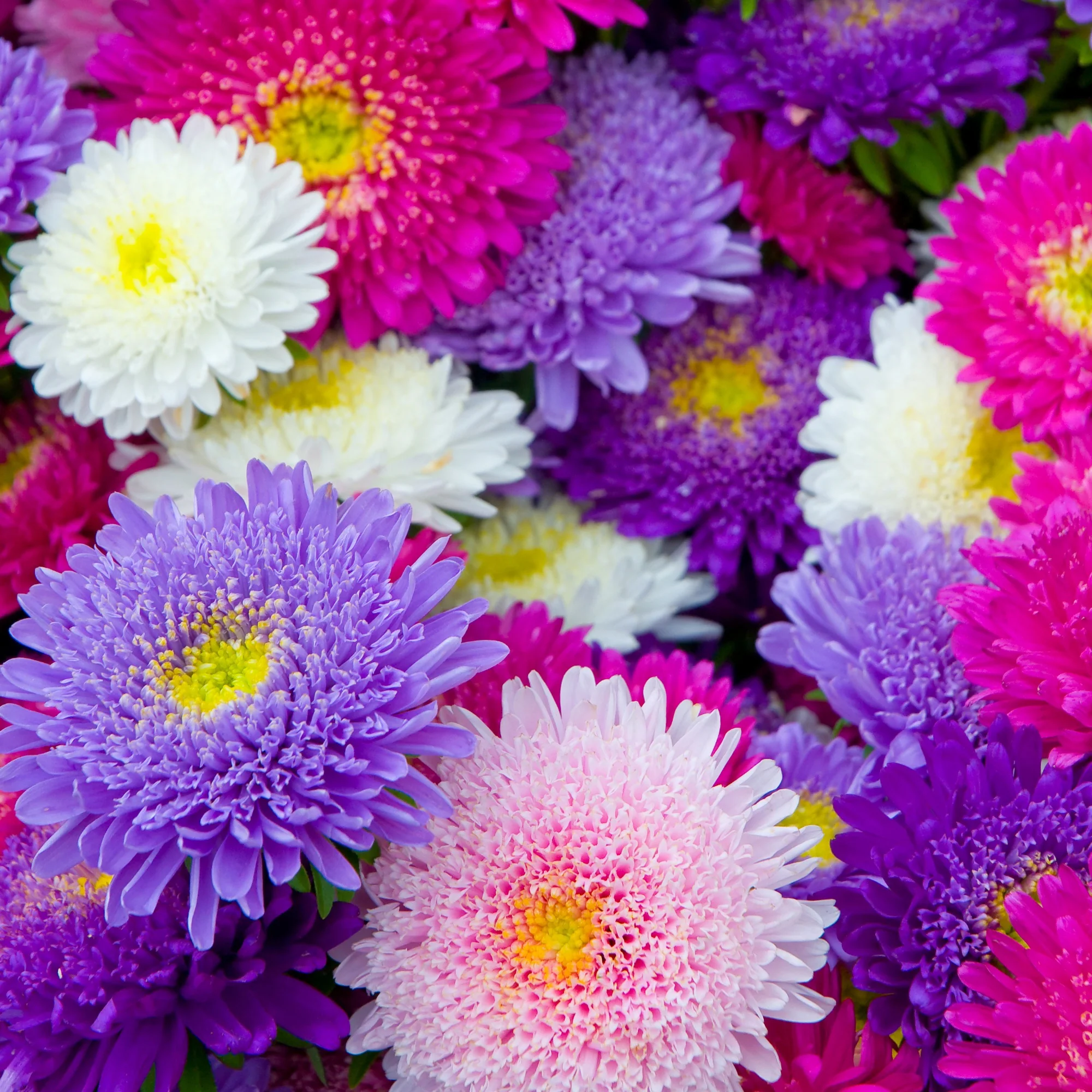 Zomeraster Mix 'Super Princess' - Image 3