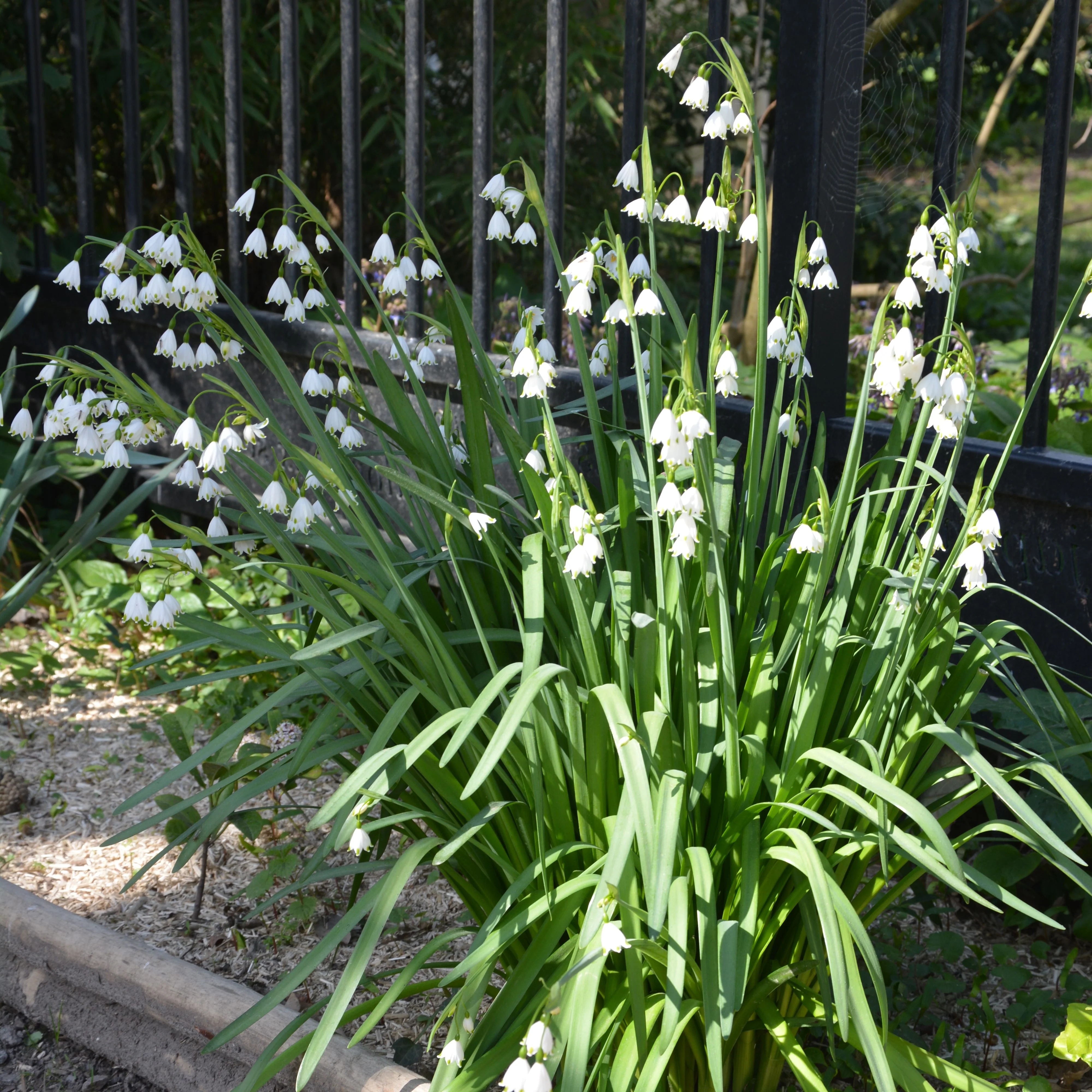 Zomerklokje (x8) - Image 2