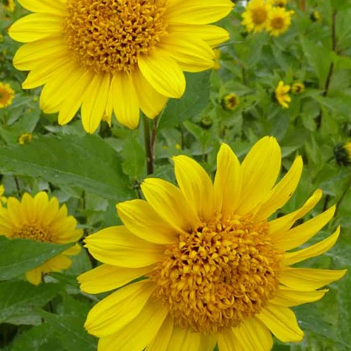 Zonnebloem 'Capenoch Star'