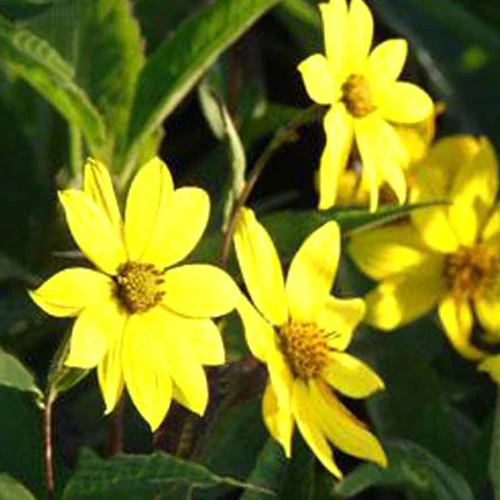 Zonnebloem 'Giganteus'