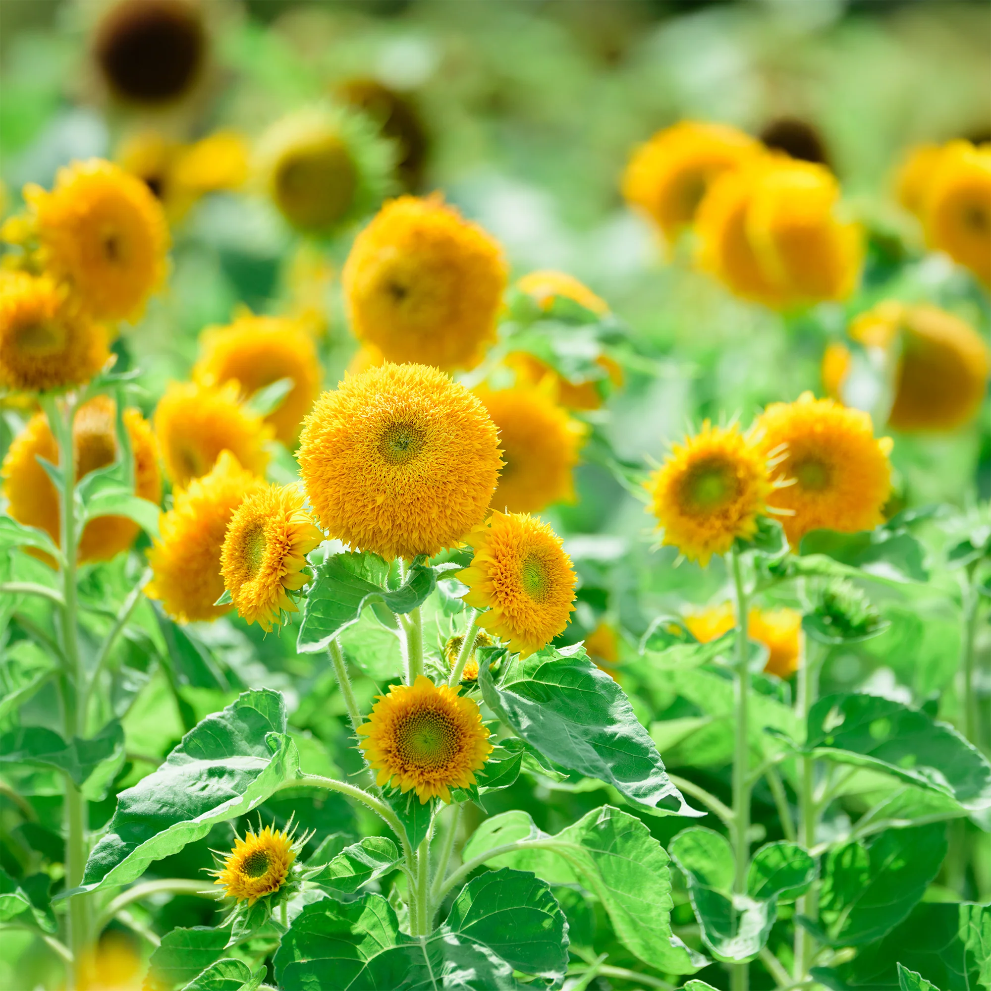 Zonnebloem 'Teddy Bear' - Image 3
