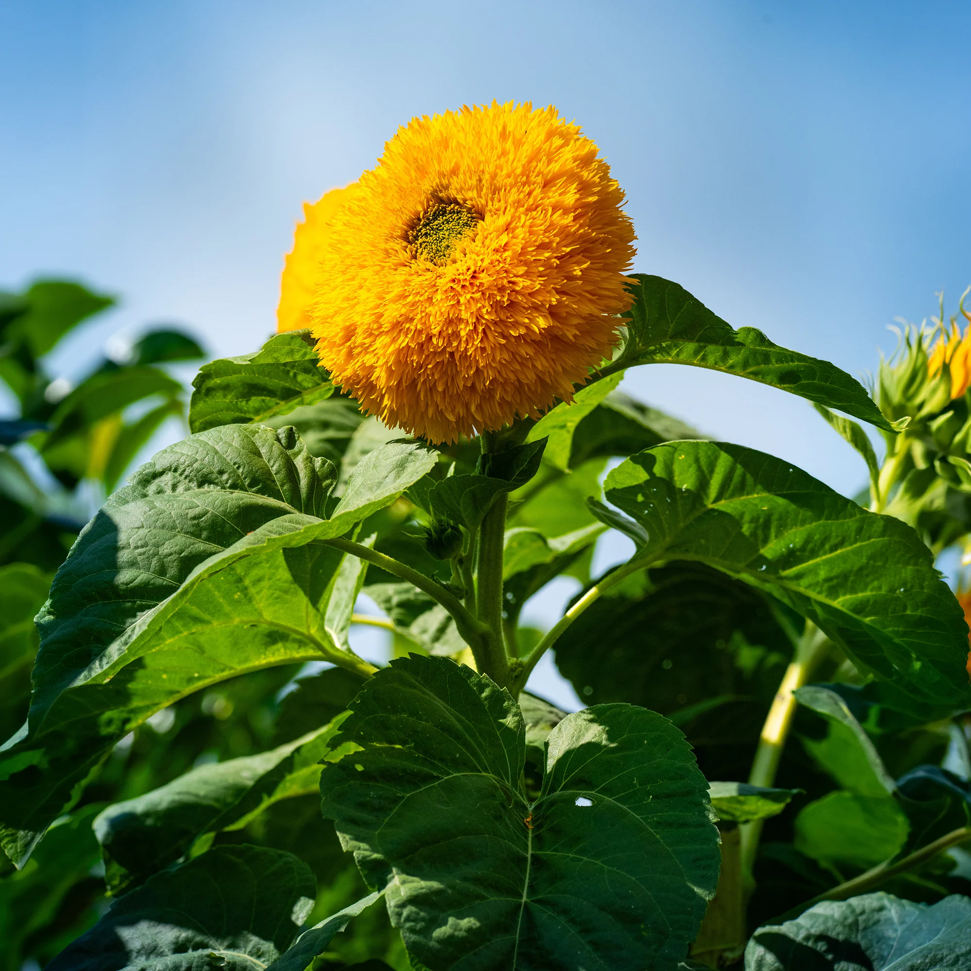 Zonnebloem 'Teddy Bear' - Image 4