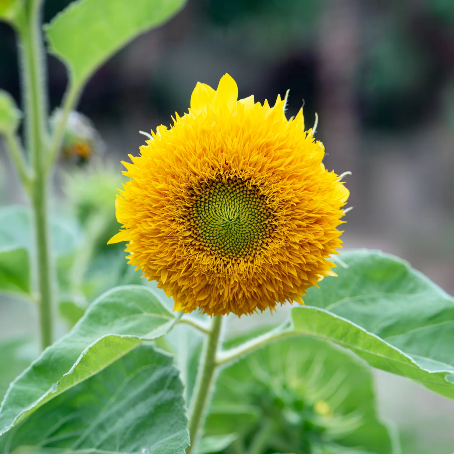 Zonnebloem 'Teddy Bear' - Image 5