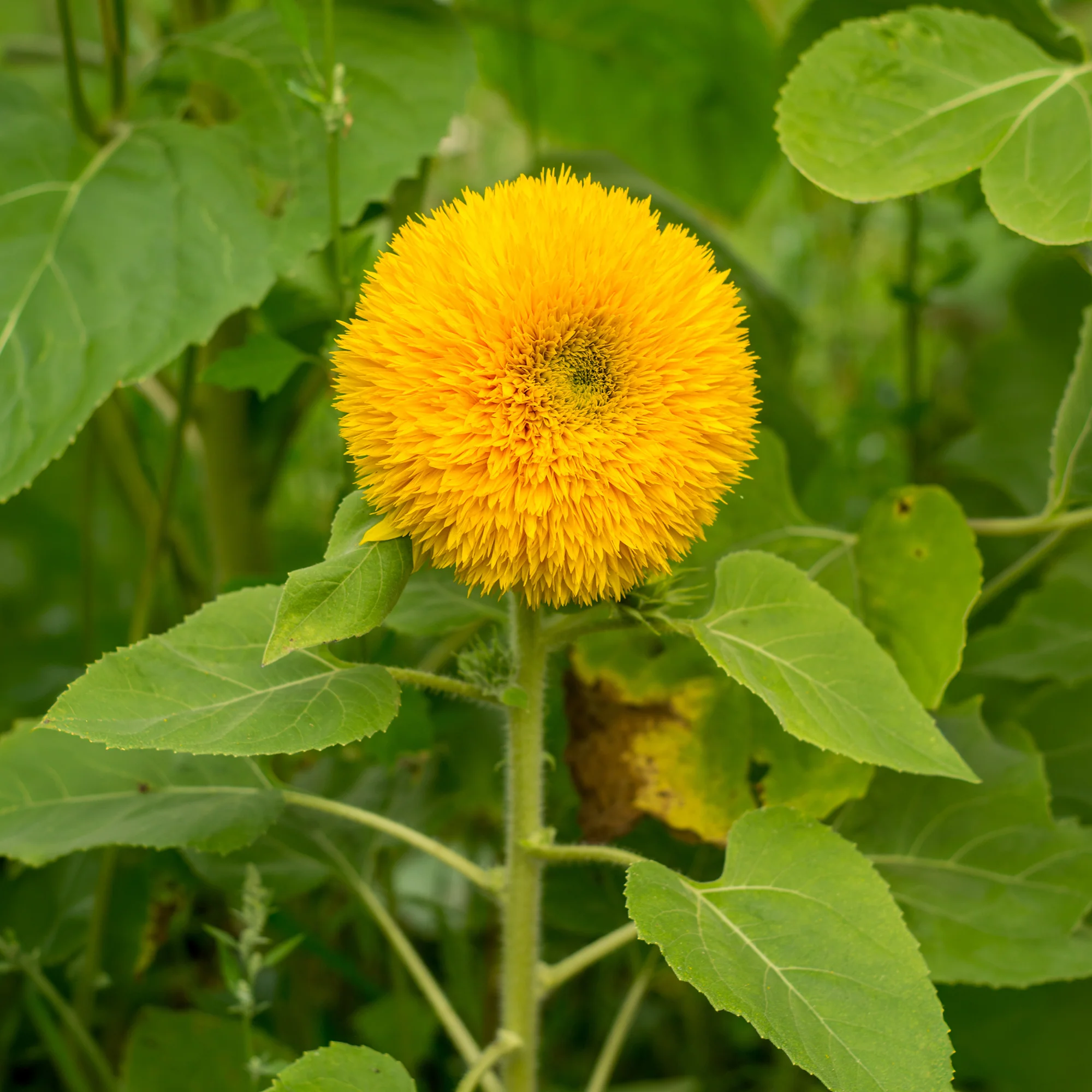 Zonnebloem 'Teddy Bear' - Image 6