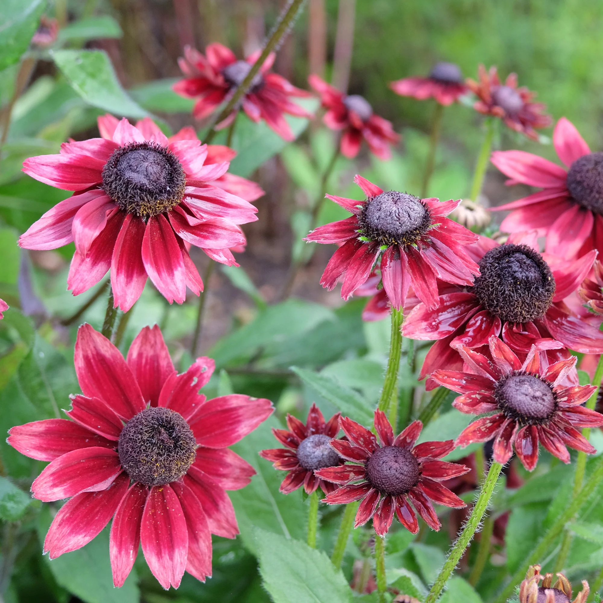Zonnehoed 'Cherry Brandy' (x2)