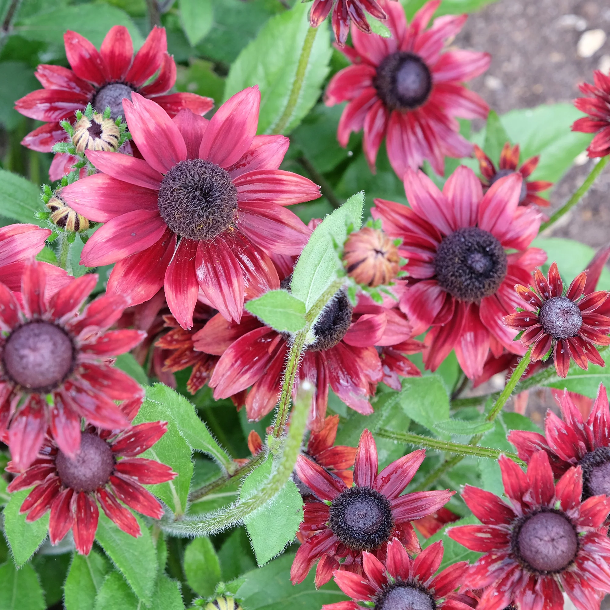 Zonnehoed 'Cherry Brandy' (x2) - Image 2