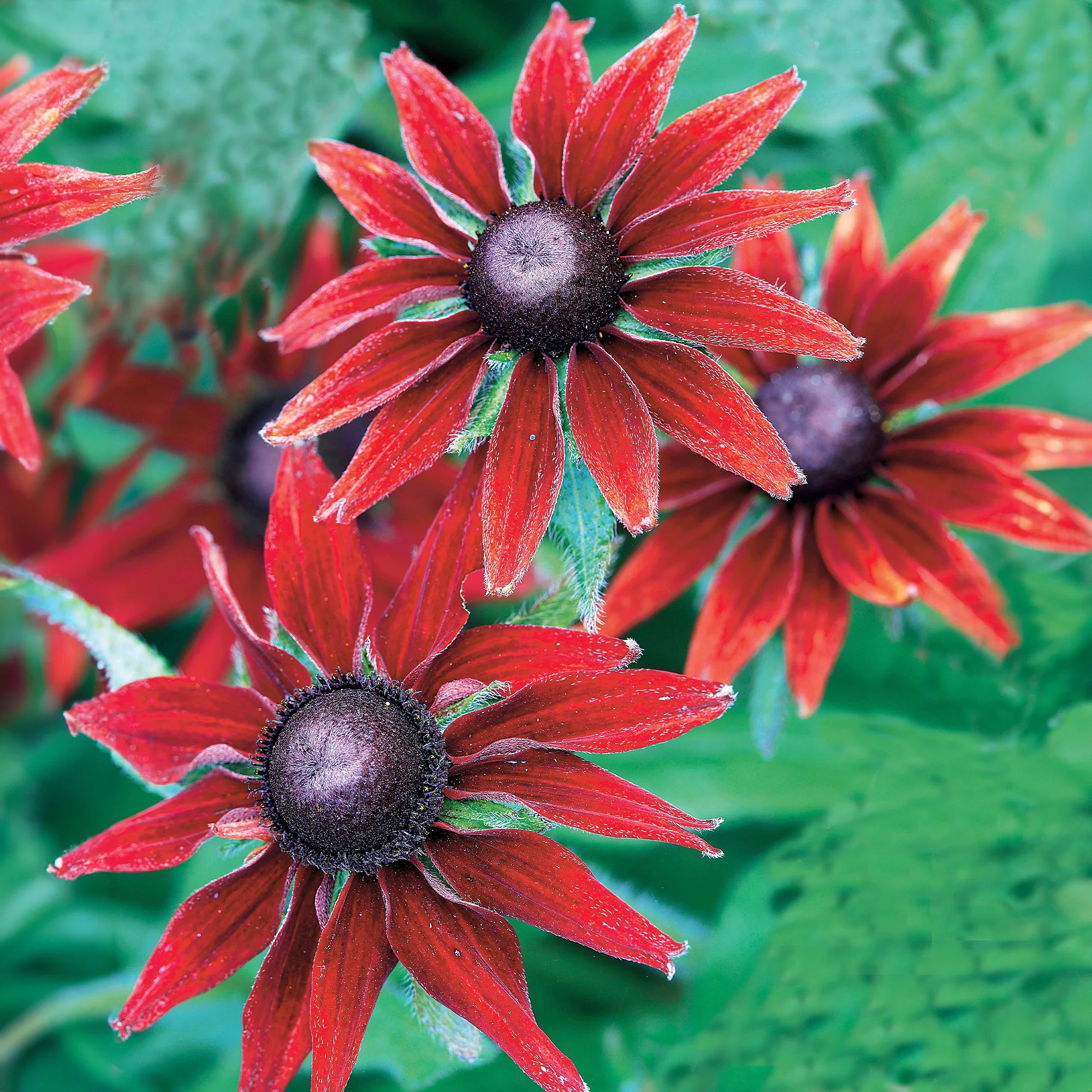 Zonnehoed 'Cherry Brandy' (x2) - Image 3