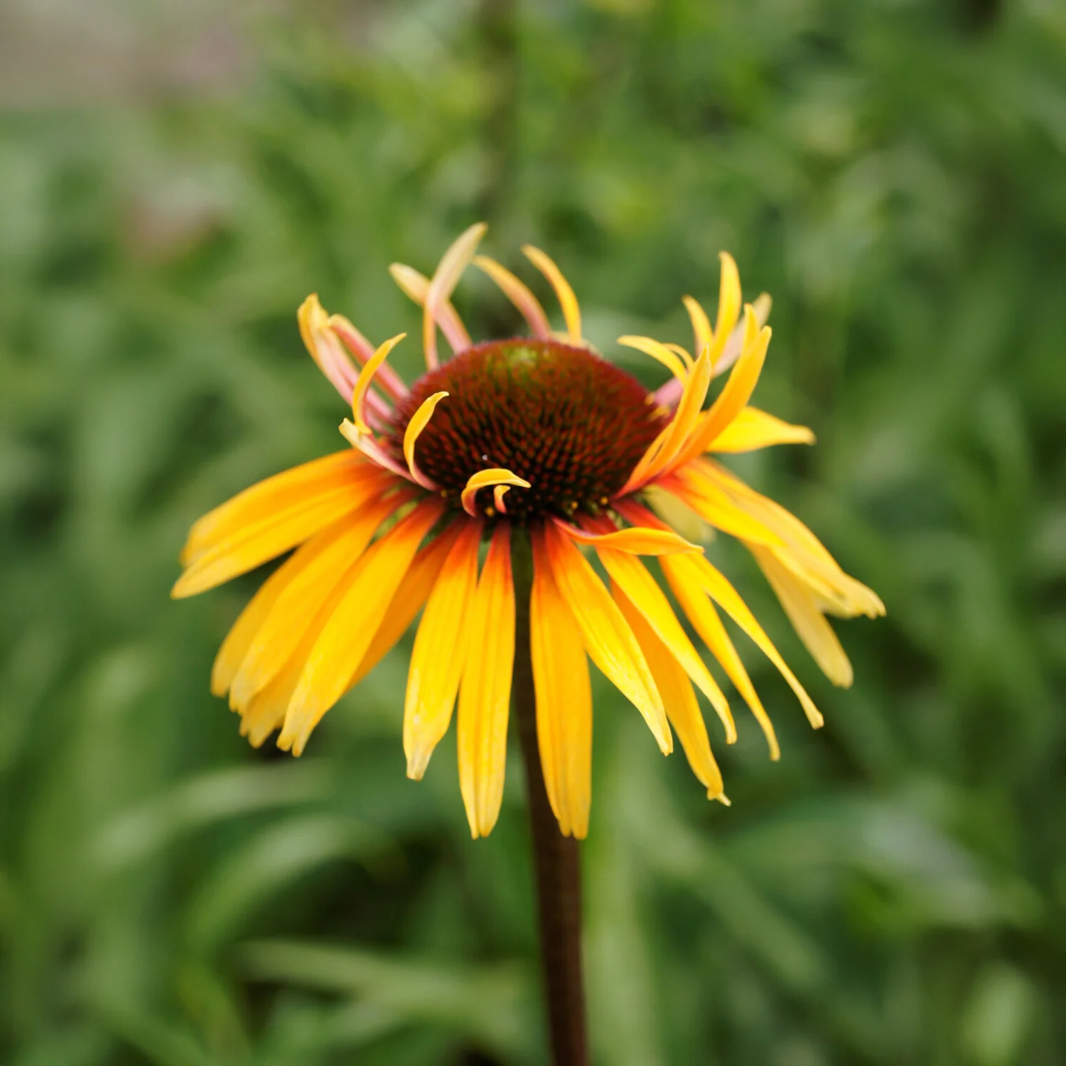 Zonnehoed 'Funky Yellow'