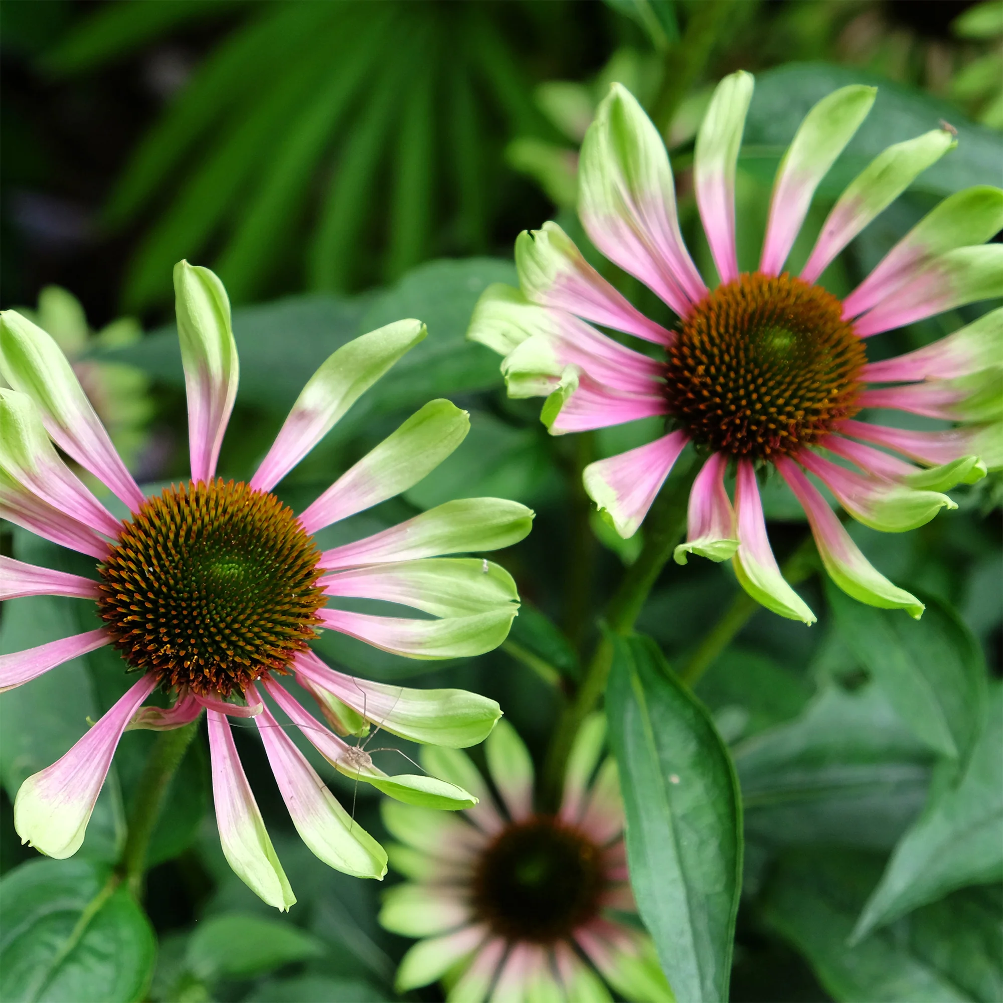 Miniatuur 2