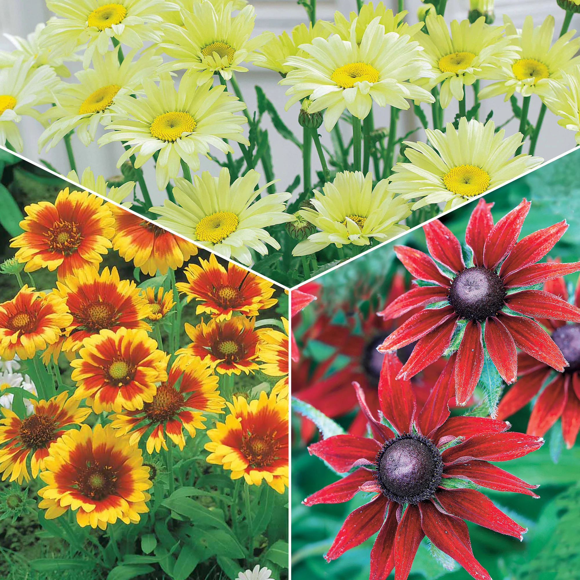 Zonnehoed, Kokardebloem, Margriet (x6)