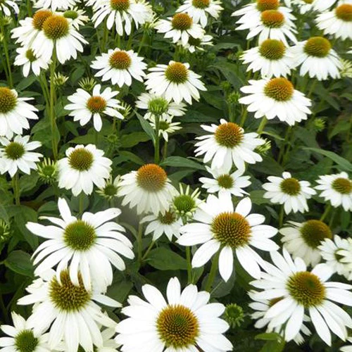 Zonnehoed Powwow White