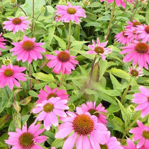 Pow Wow Wild Berry  Korenbloem