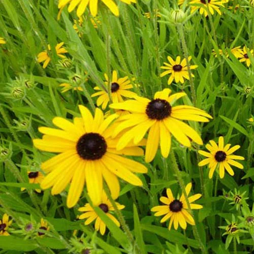 Zonnehoed speciosa (x3)