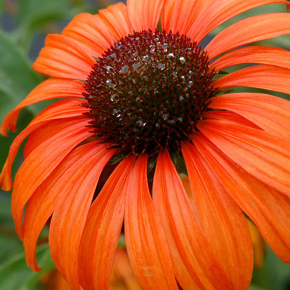 Zonnehoed 'Tangerine Dream'® - Image 2