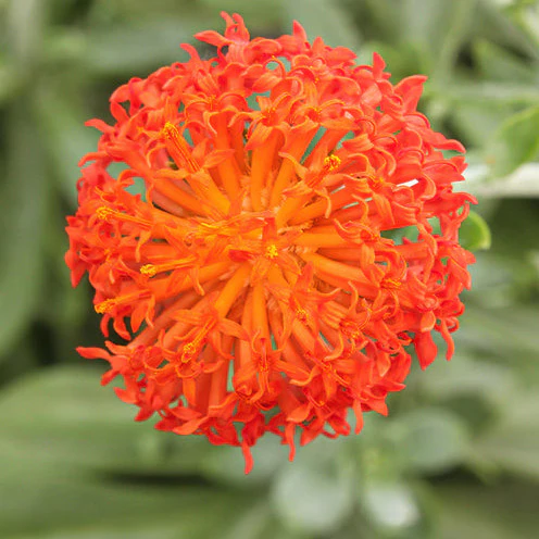 Zonnekruid Helenium - Image 2