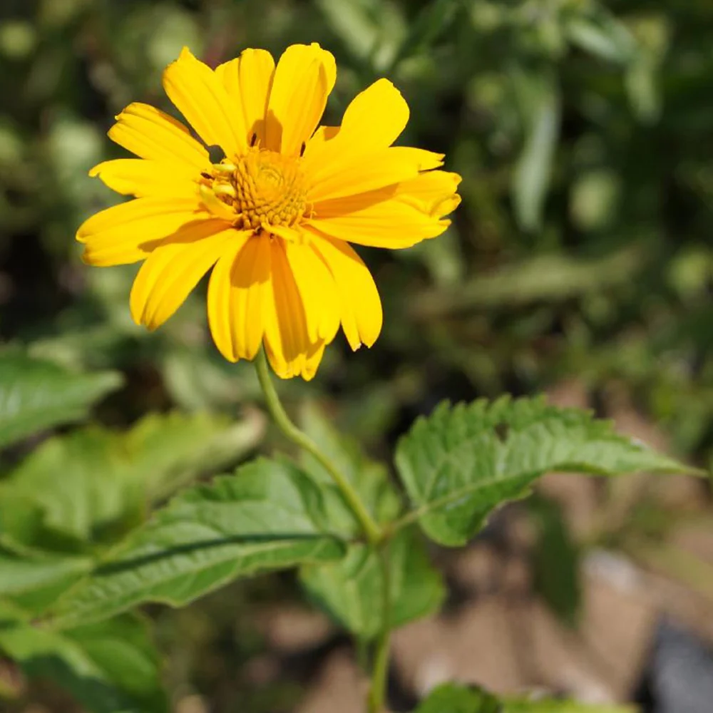 Zonneoog 'Sommer Sonne'