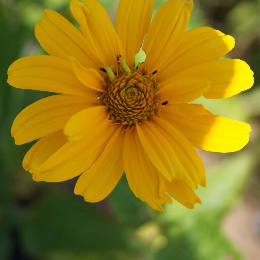 Zonneoog 'Sommer Sonne' - Image 2