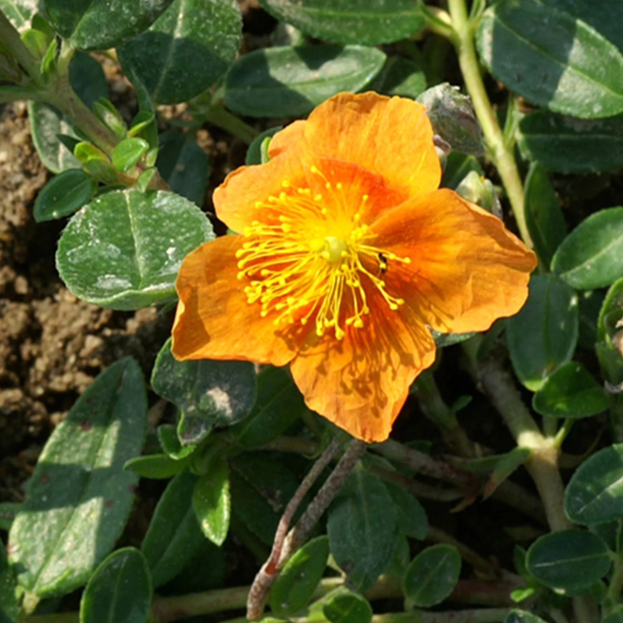Zonneroosje 'Bronzeteppich' - Image 3