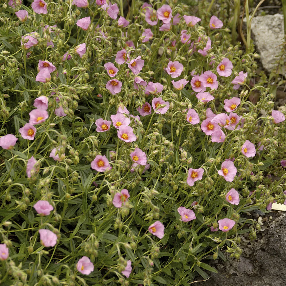 Zonneroosje Lawrensons Pink