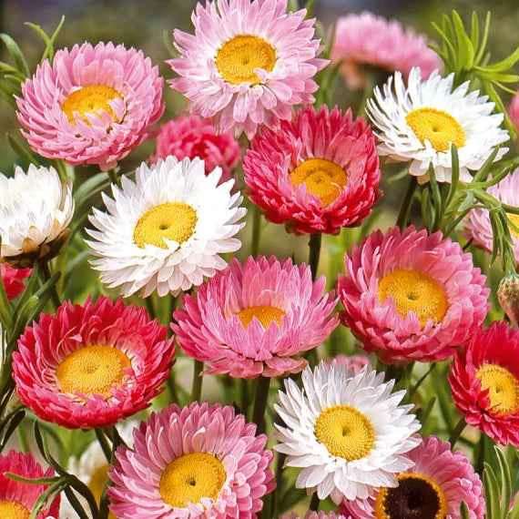 Zonnestrobloem Mix