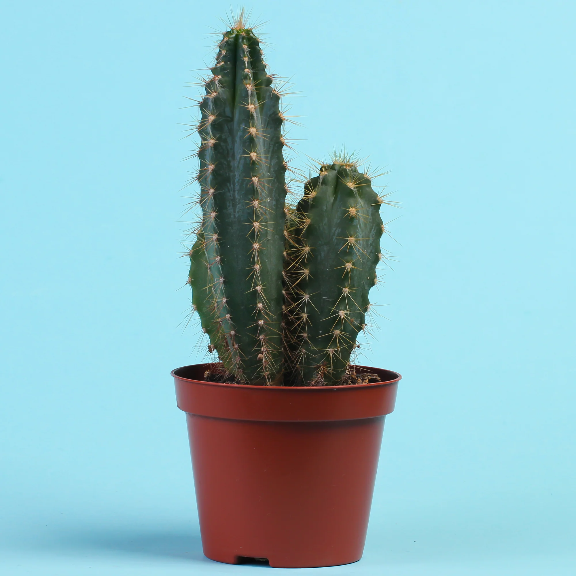 Zuilcactus Polaskia chichipe