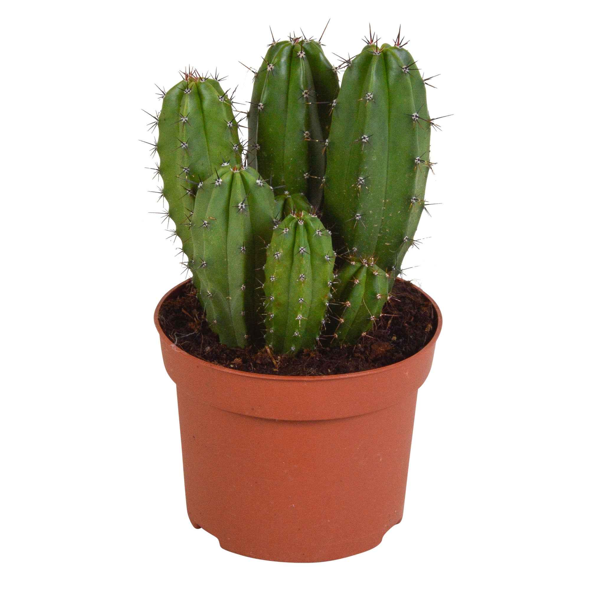 Zuilcactus Polaskia chichipe - Image 2