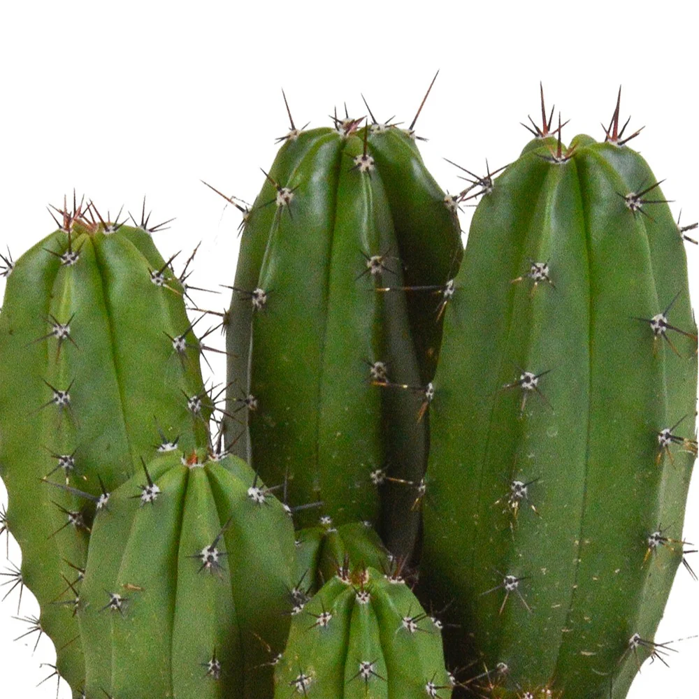 Zuilcactus Polaskia chichipe - Image 3