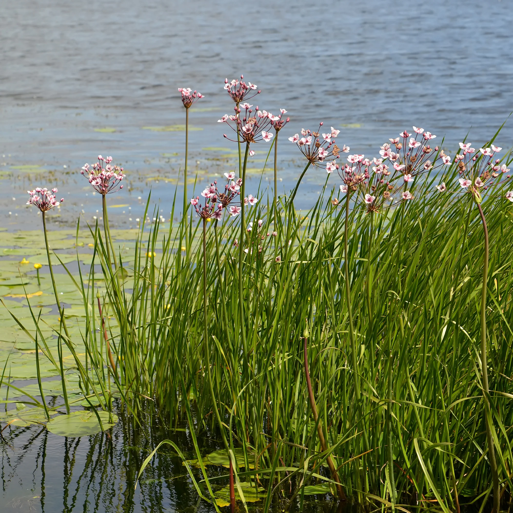 Bloeiende bies Butome umbel - Image 3