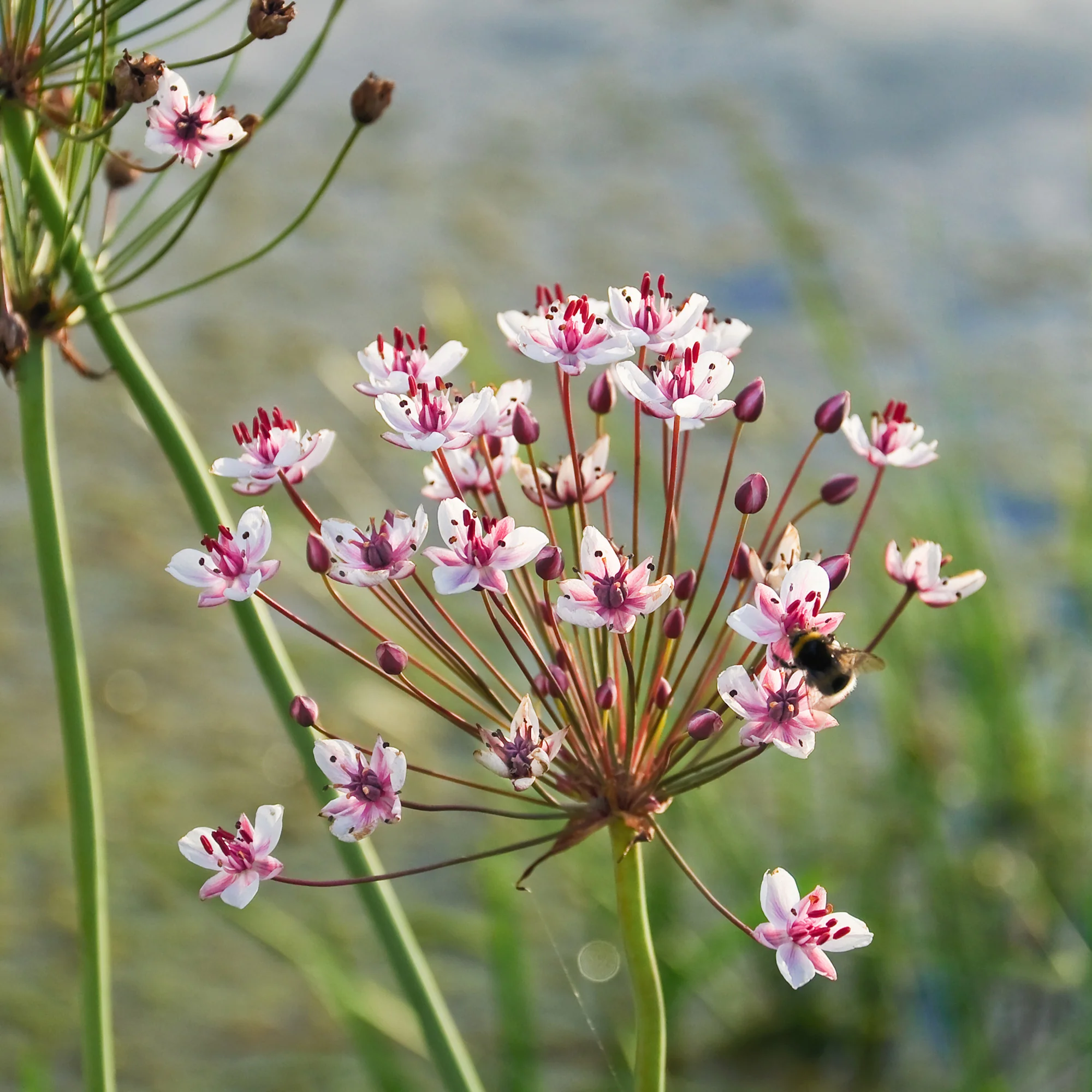 Bloeiende bies Butome umbel - Image 4