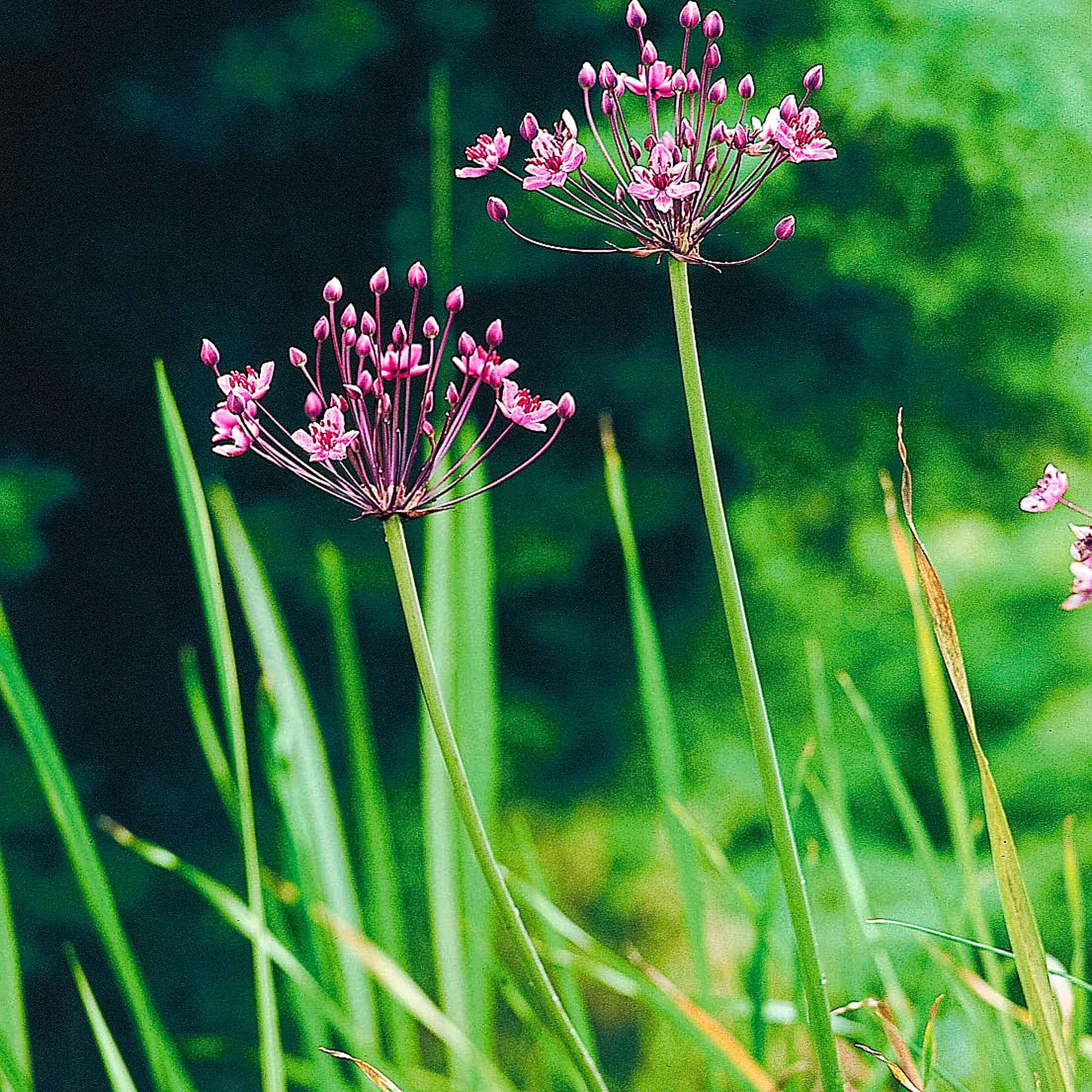 Bloeiende bies Butome umbel - Image 5