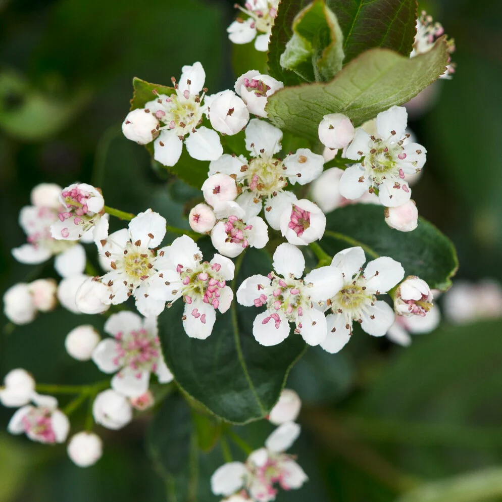 Zwarte appelbes - Image 2