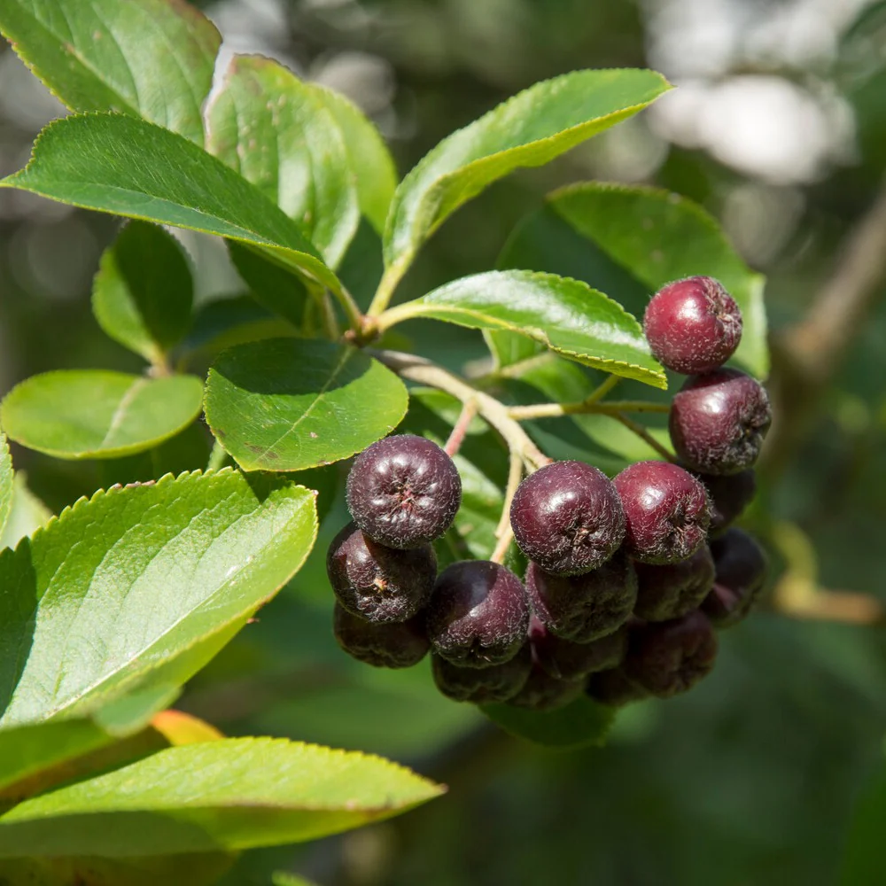 Zwarte appelbes - Image 4