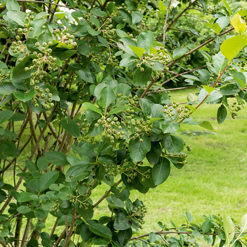 Zwarte appelbes - Image 5