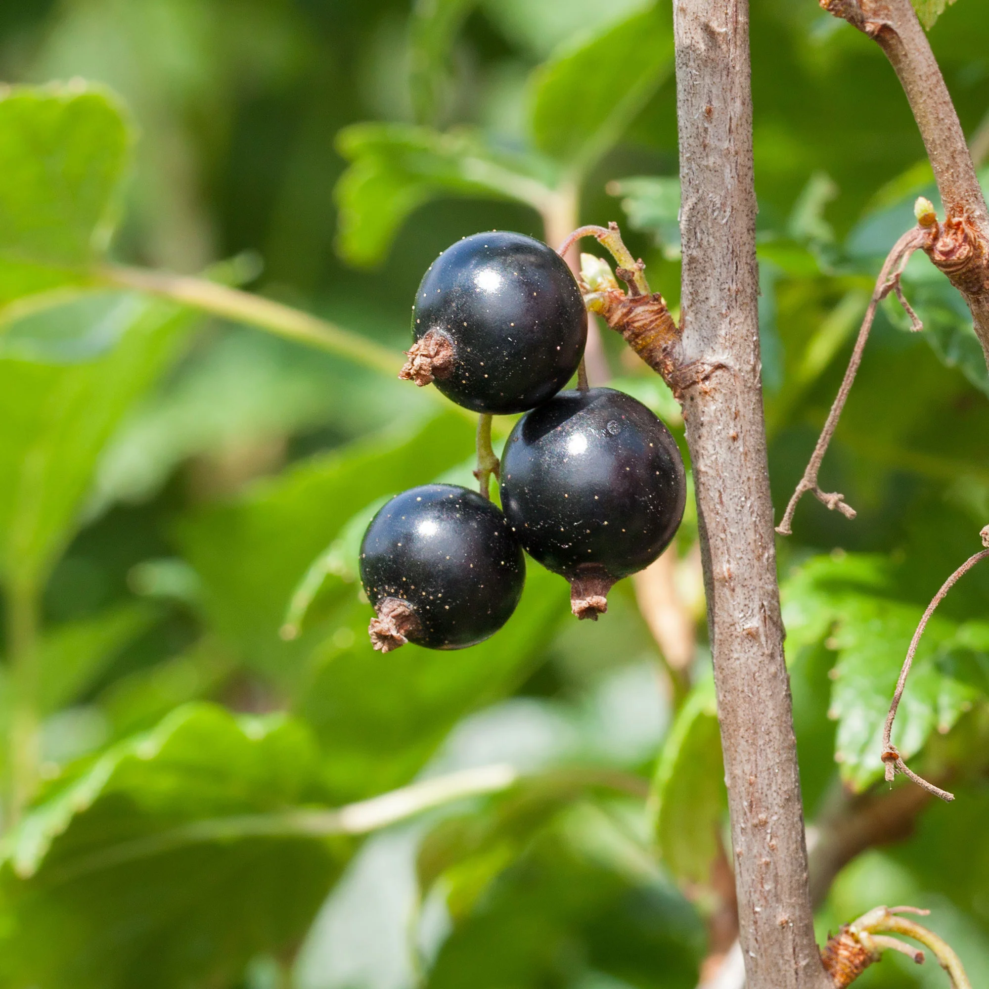 Zwarte bes 'Andega'