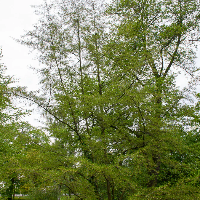Zwarte els 'Imperialis'