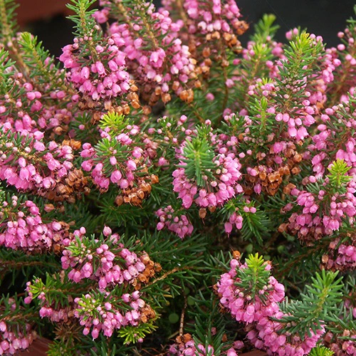 Zwerfheide 'Mrs. D.F. Maxwell'
