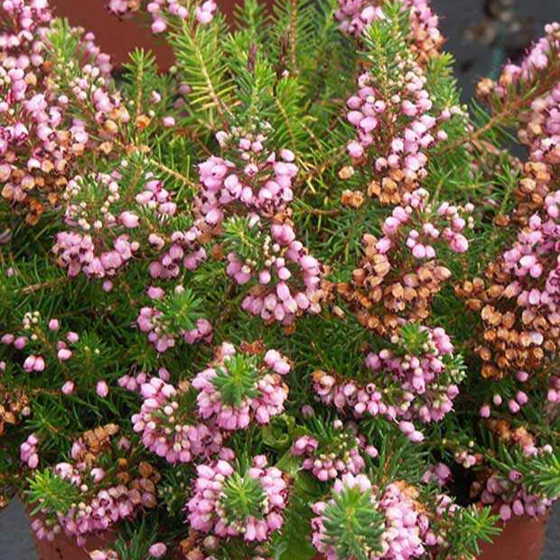 Zwerfheide 'St. Keverne'