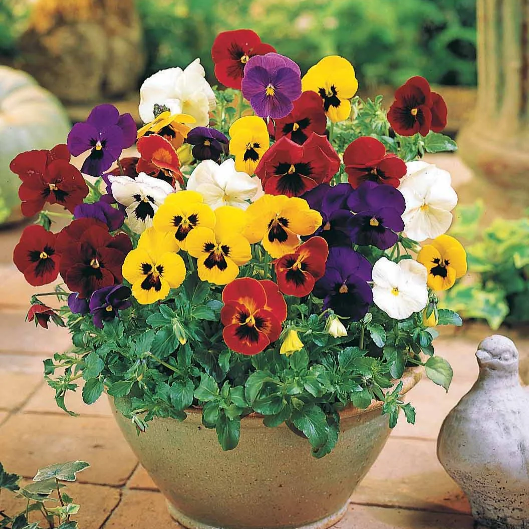 Zwitserse reuzenviooltjes in een mix (x3) - Image 2